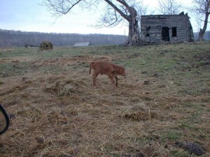 Calf-Cabin 