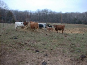Cattle 