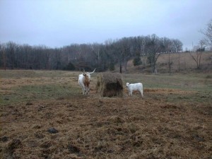 Cattle3 