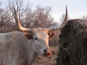 DSC00035 